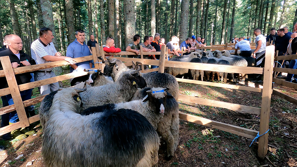zašto raste broj krava, a smanjuje broj ovaca u srednjobosanskom kantonu?  – blic.ba