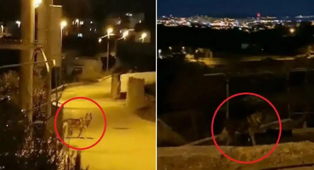 SPLIT DRHTI: ZVIJERI SU MEĐU KUĆAMA U GUSTO NASELJENOM PODRUČJU