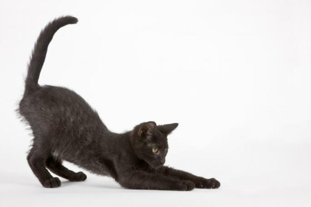 ovo vam mačke poručuju svojim pokretima: prepoznajte govor tijela vašeg kućnog ljubimca