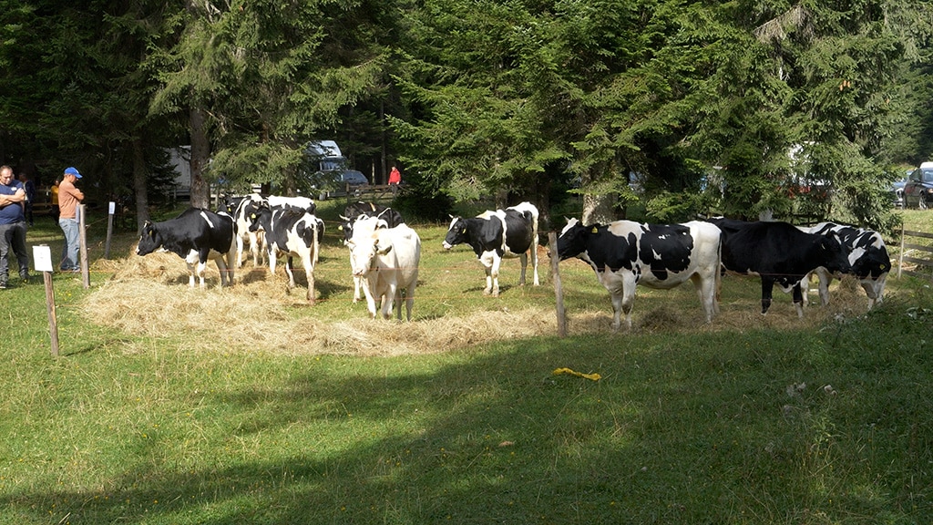 zašto raste broj krava, a smanjuje broj ovaca u srednjobosanskom kantonu?  – blic.ba