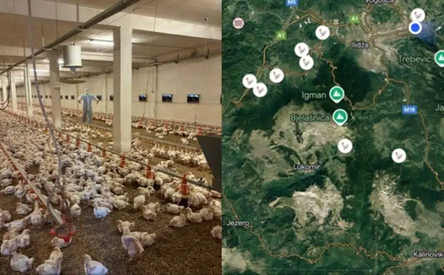 Farma pilića kod Sarajeva u karantinu zbog otkrivanja opasne bakterije