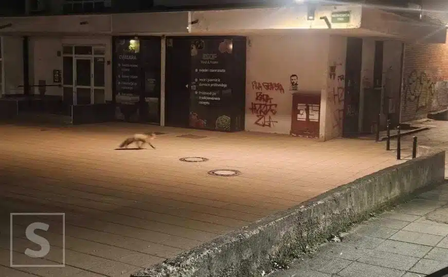 Lisica na sarajevskim ulicama: Iznenadila jutarnje prolaznike