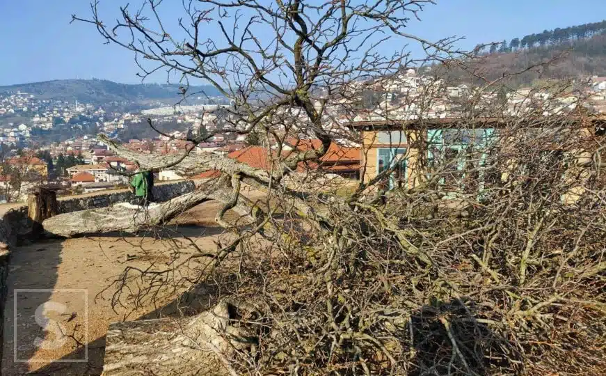 Kome su smetala stabla na Žutoj tabiji pa su posječena?