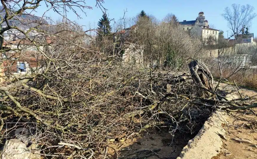 Oglasili se iz Zavoda: Stabla uklonjena sa Žute tabije predstavljala