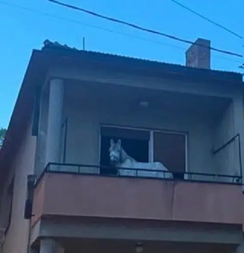 Čudna scena u centru grada: Što konj radi na terasi?