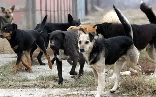 Ženu i njenog psa napao čopor lutalica na Trebeviću: Njen