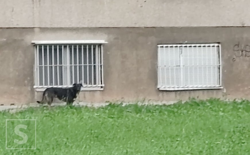 Stanari očajni, nadležni nemarni: U jeku epidemije mrtav pacov danima