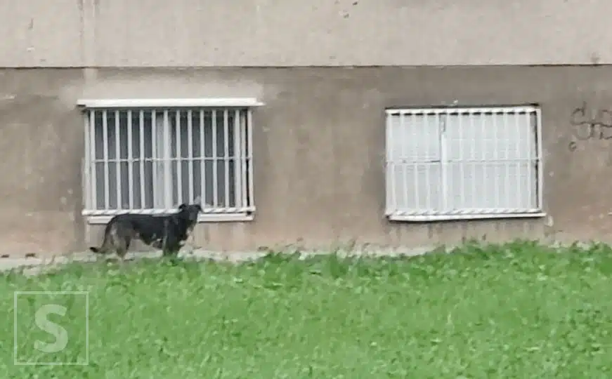 Stanari očajni, nadležni nemarni: U jeku epidemije mrtav pacov danima