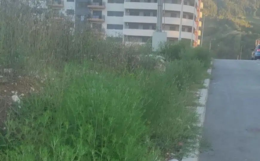Sarajevo: Traže se hitne mjere radi suzbijanja širenja ove biljke