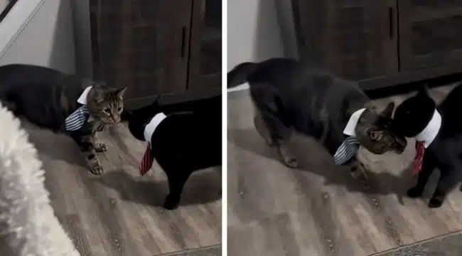 Urnebesno: Vlasnik je stavio mačke, pojavio se kaos (video)