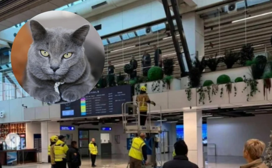 Nesvakidašnja situacija na Aerodromu Sarajevo: Putnici pobjegla mačka prilikom sigurnosnog