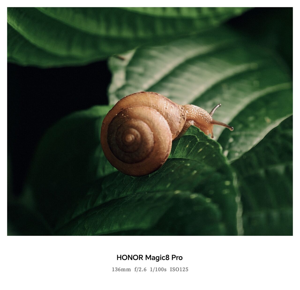 Fotografirano uredajem HONOR Magic8 Pro 1