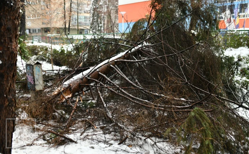 Nakon smrti žene na koju je palo stablo: Šumarski fakultet
