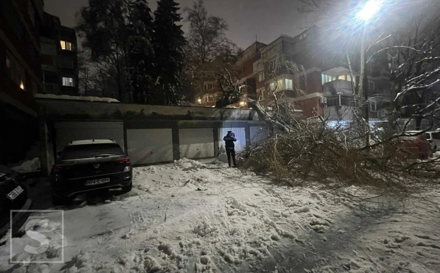 Palo drvo i u sarajevskom naselju Ciglane: Građani u svakodnevnoj