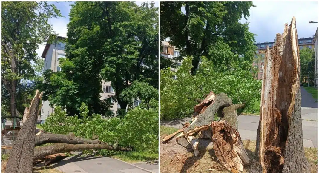 Olujni vjetar počeo praviti štetu u Sarajevu: Stablo palo na