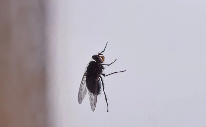 Uklonite ove predmete iz dvorišta: Privlače štetočine i insekte