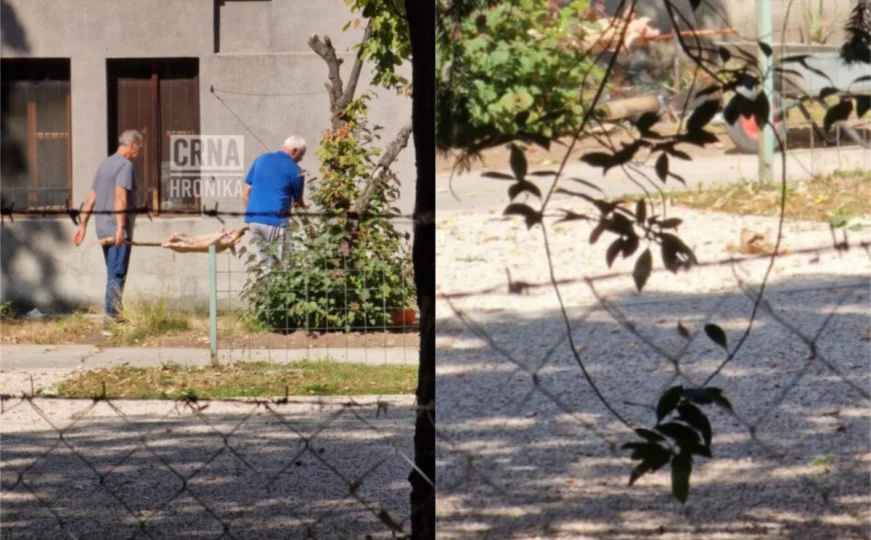 Sramotno: U Botaničkoj bašti Zemljskog muzeja u Sarajevu okretali prase